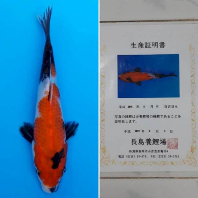 Showa tosai import sertifikat