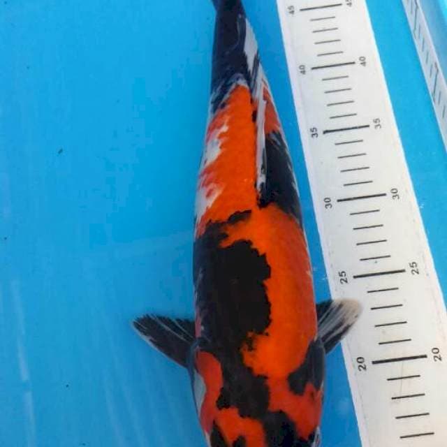 showa sansoku