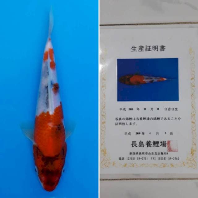 Showa tosai import sertifikat