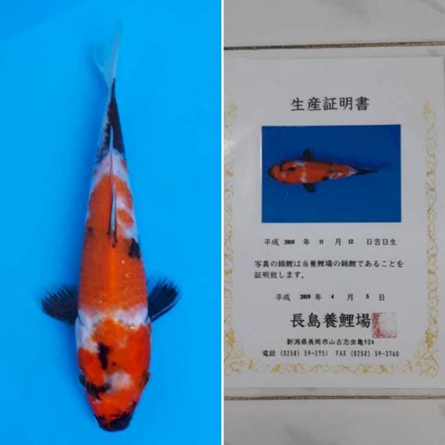 Showa tosai import sertifikat