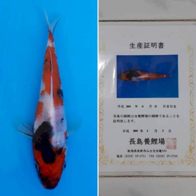 Showa tosai import sertifikat