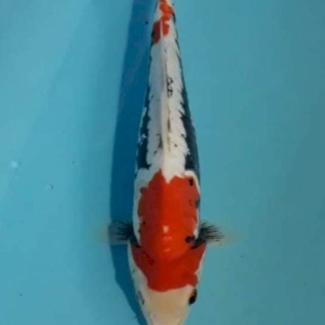 Benikumon