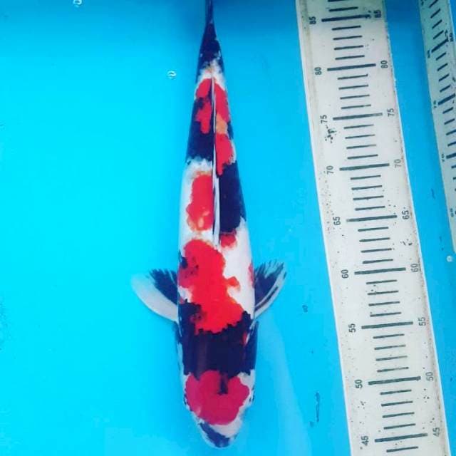 SHOWA MANTAB 50BU