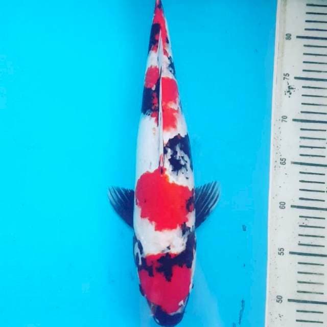 MARUTEN SHOWA MANTAB 45BU