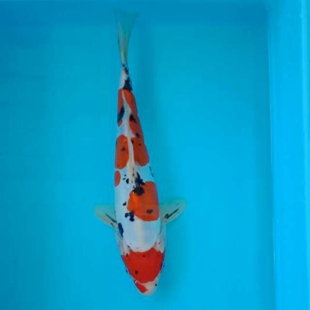 SANKE 30 CM