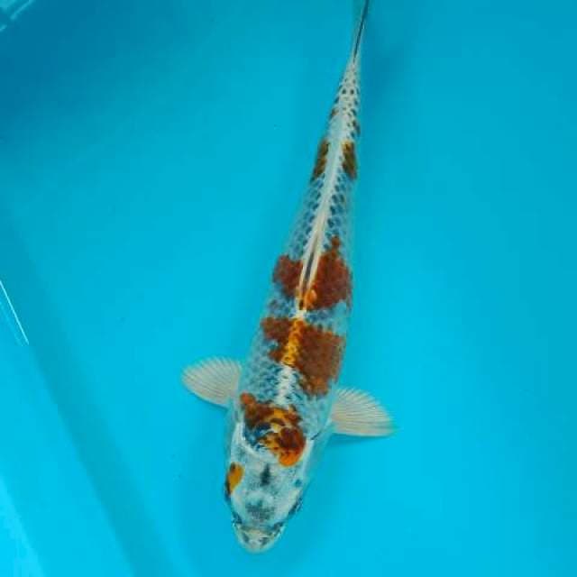 OCHIBA 29 CM