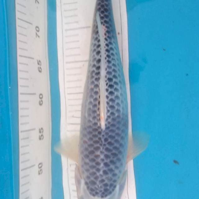 ASAGI JUMBO 45 cm