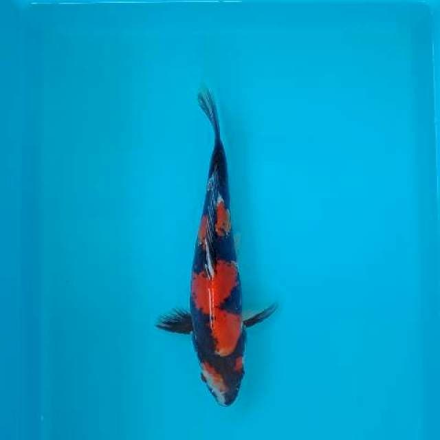 SHOWA DOITSU 27 CM