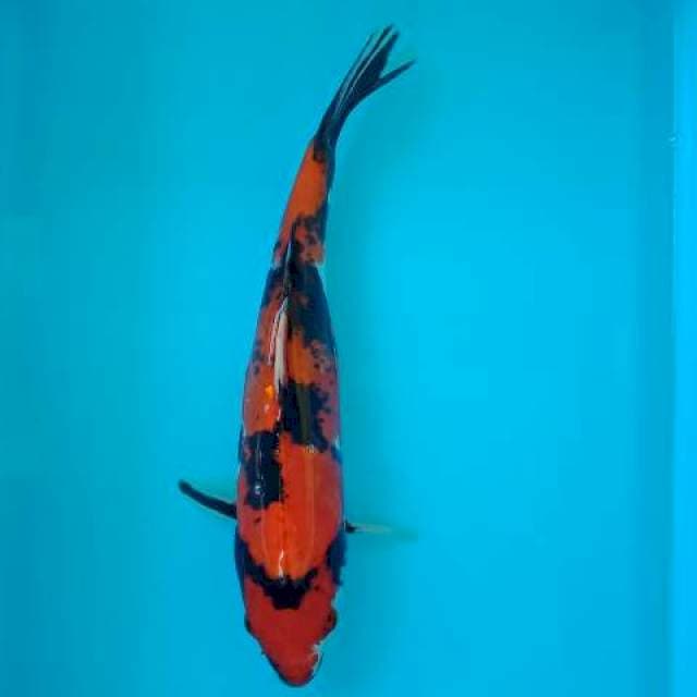 SHOWA DOITSU 30 CM