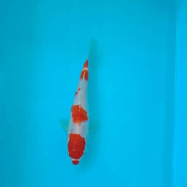 KOHAKU 23 CM