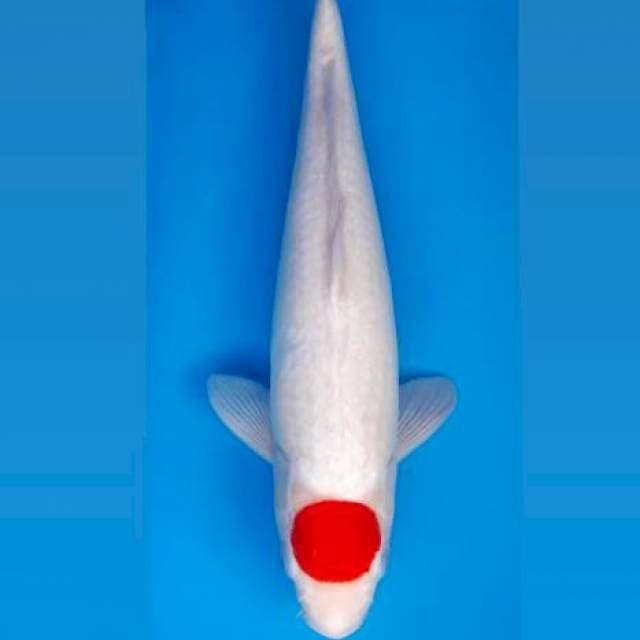 Tancho kohaku