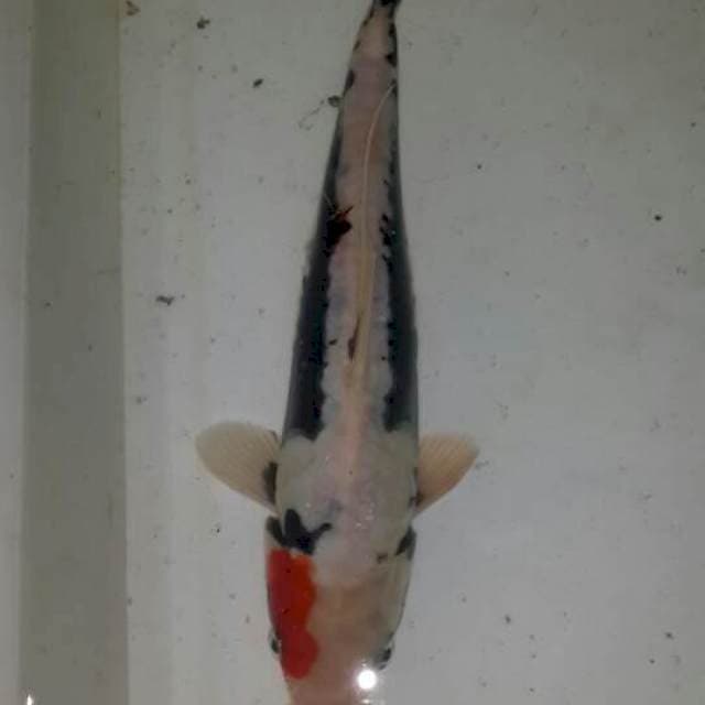 Benikumon
