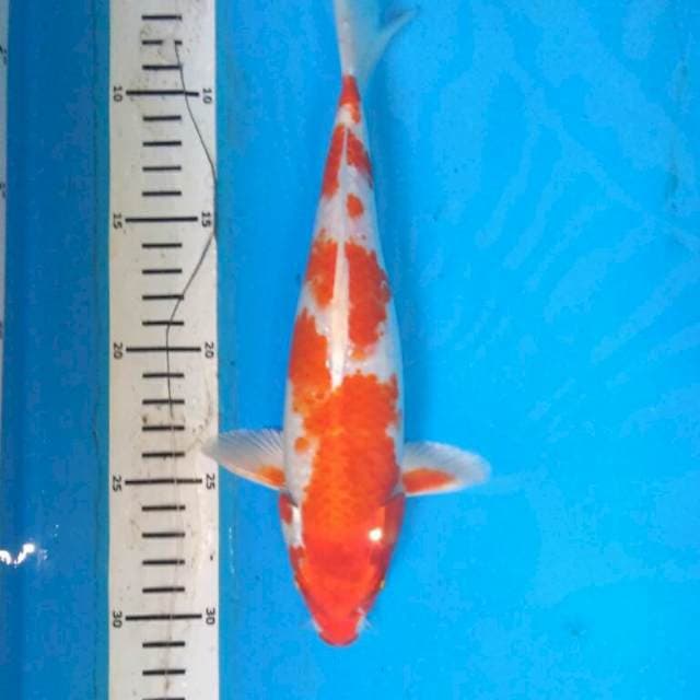 Hariwake orange