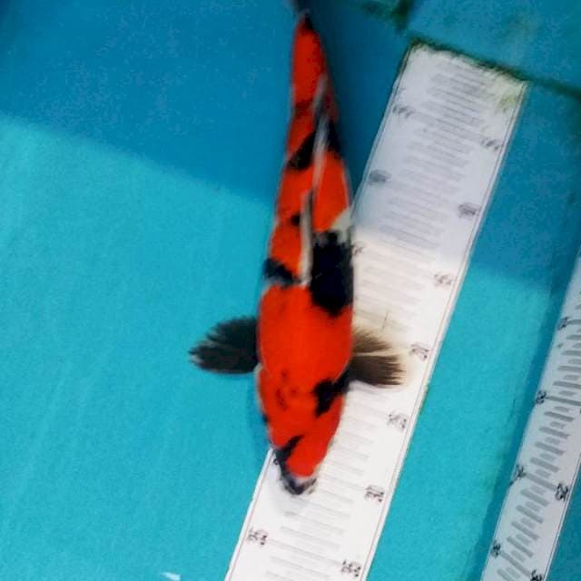 soa 35 cm male