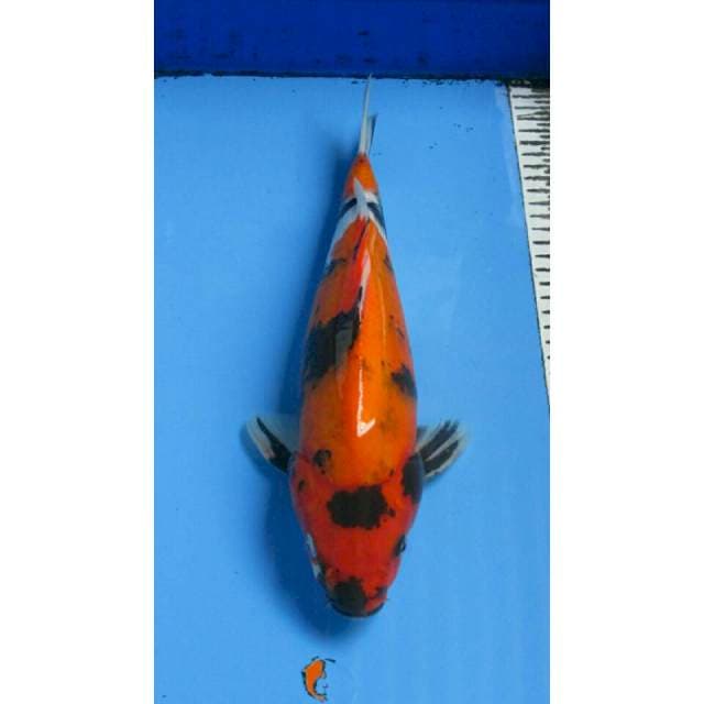 SHOWA 32CM