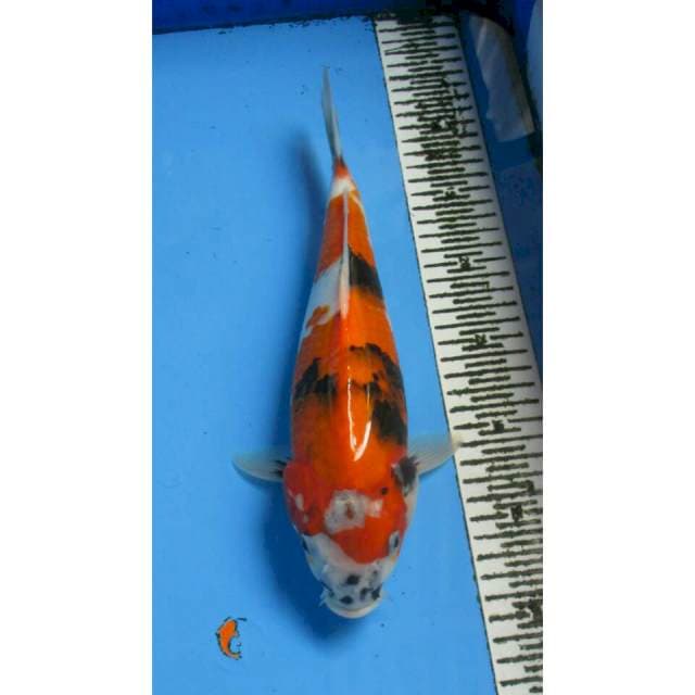 SHOWA MOTOGORO 32CM