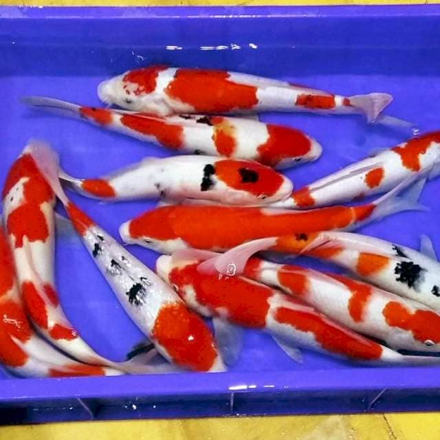 F1 kohaku sanke grade A 35an cm