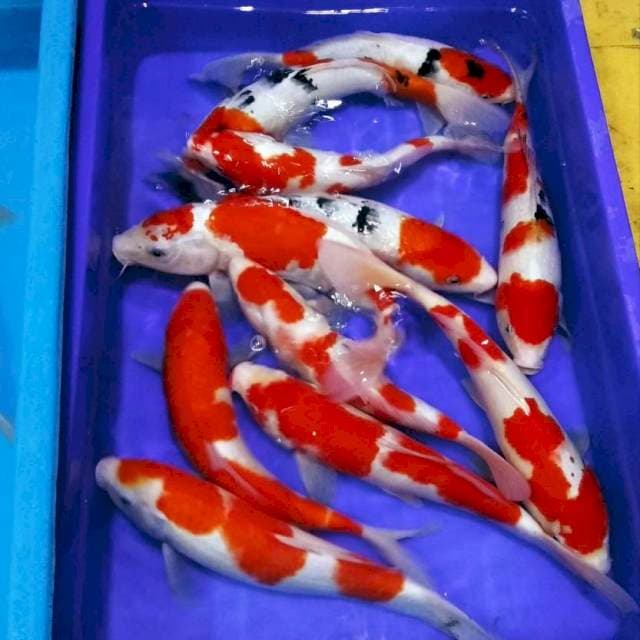 F1 kohaku sanke grade A 35an cm