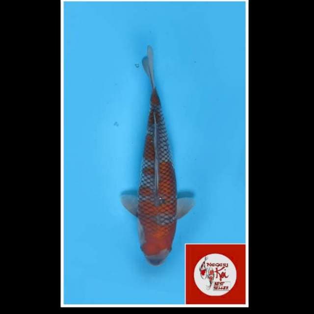 42cm - Female - Ochiba Calon Jawara