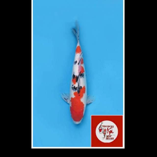 42cm - Male - Taisho Sanke Ceplok