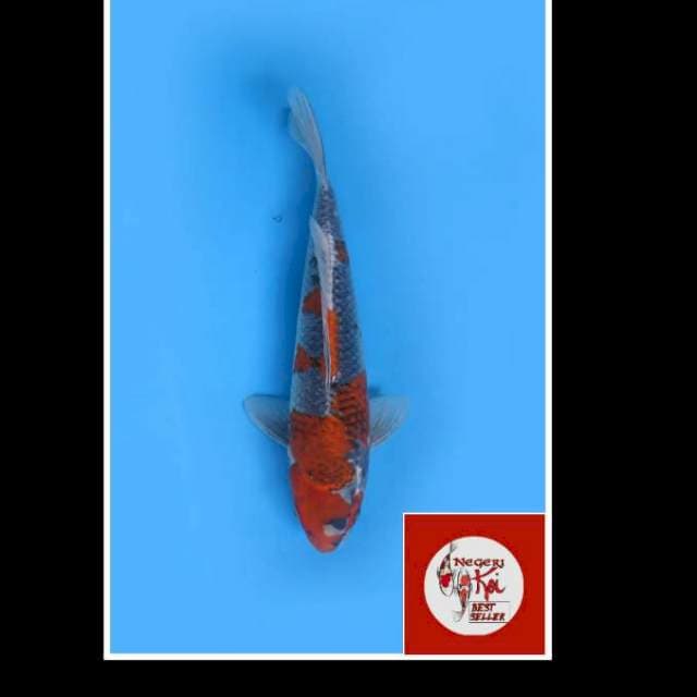 45bu - Female - Red Goshiki