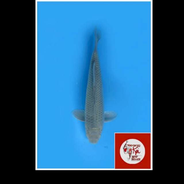 40cm - Male - Soragoi Penjinak Kolam