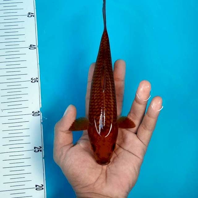 CG TEMBAGA #25CM