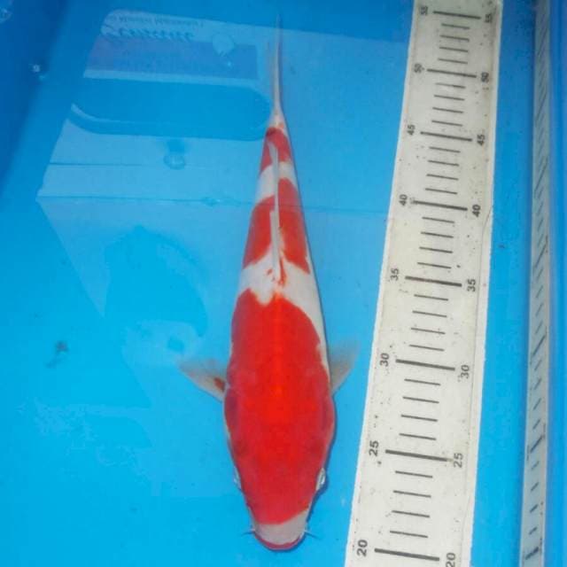 KOHAKU