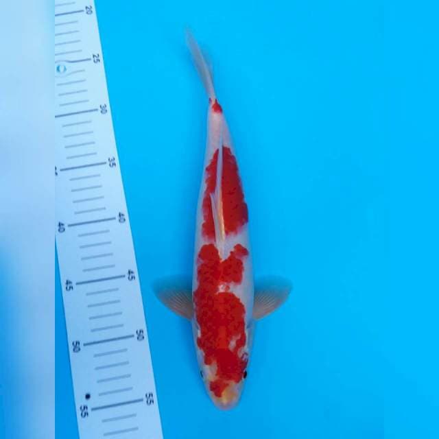 Original kohaku