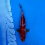 Original kohaku