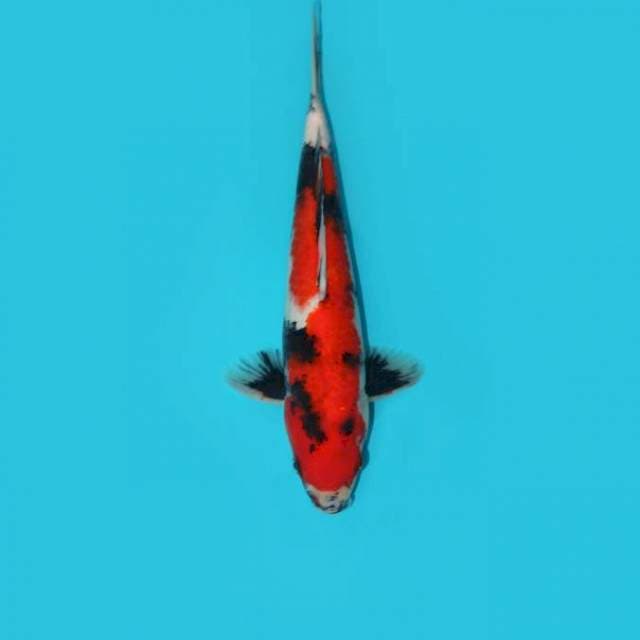 SHOWA 30 CM