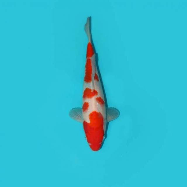 KOHAKU 22 CM