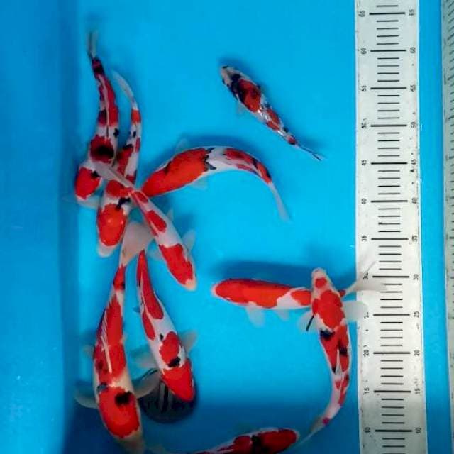 Original sankr kohaku 20-30cm(10ekor)