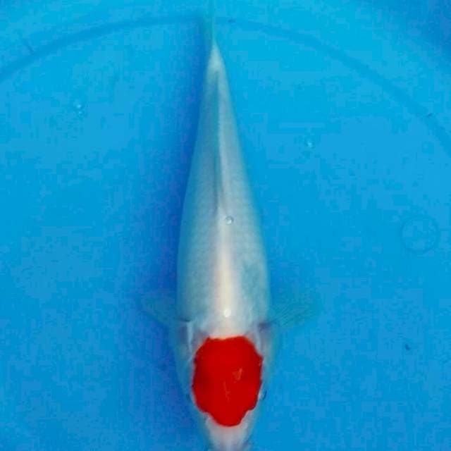 Tancho maknyus 27cm
