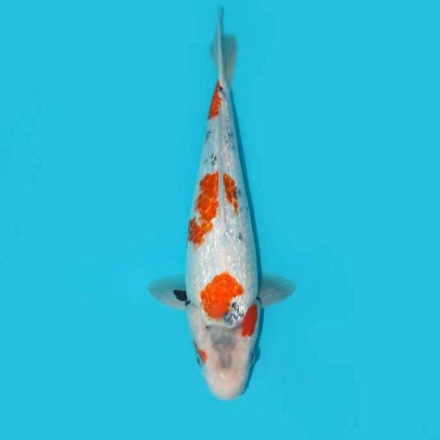 SHOWA GINRIN TATEGOI 30 CM