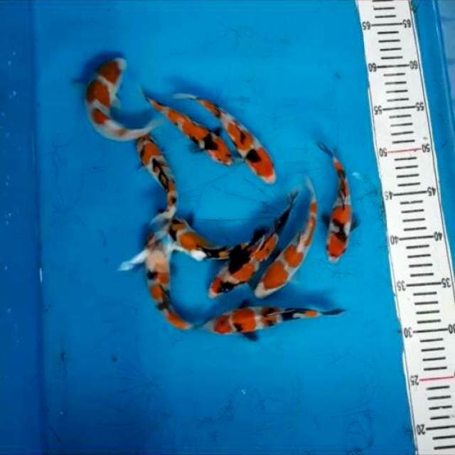 paket 10ekor 15cm anakan import