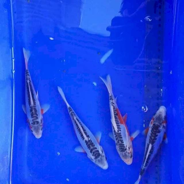 baby shusui 15cm 4ekor