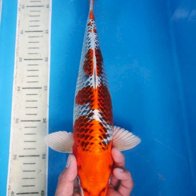 KUJAKU 32 CM