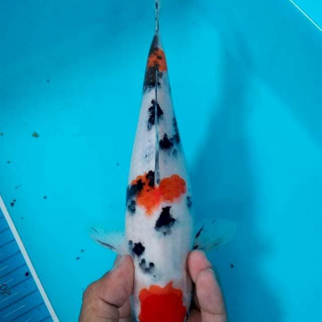 Maruten sanke