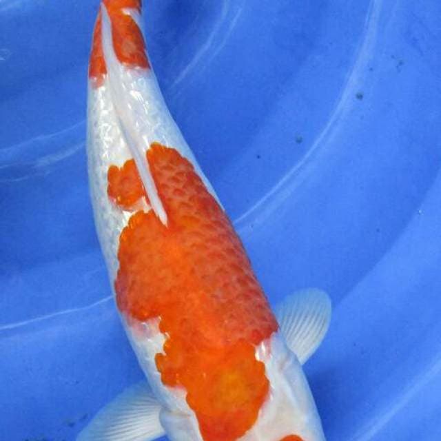 Kohaku 