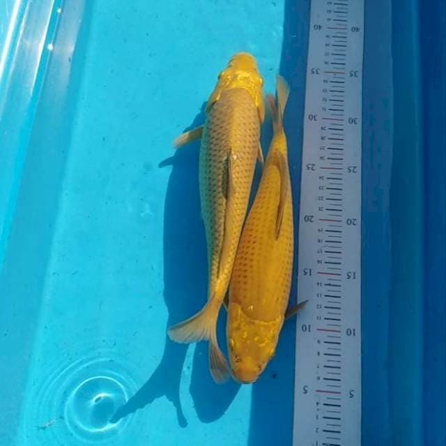 MIDORI PUNUK JOS 30BU 