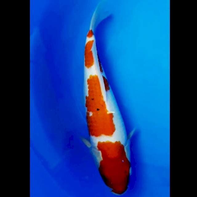Kohaku - 30 cm