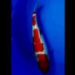 Kohaku - 30 cm