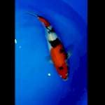 Showa - 30 cm