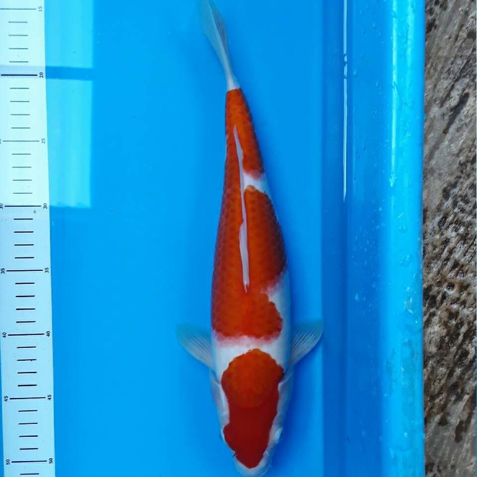 SUPER KOHAKU 37 cm