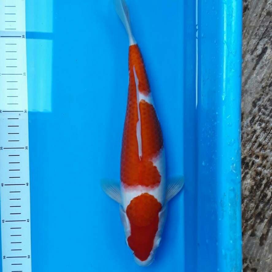 SUPER KOHAKU 37 cm