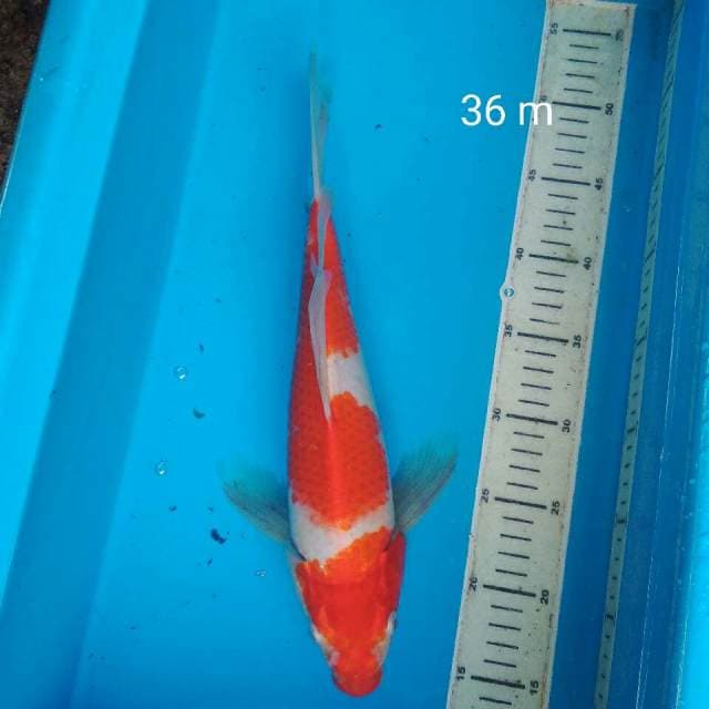 KOHAKU SLAYER BAKAT JUMBO 