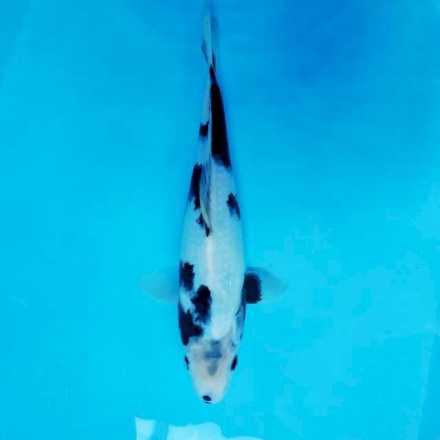 JN 12 - Shiro