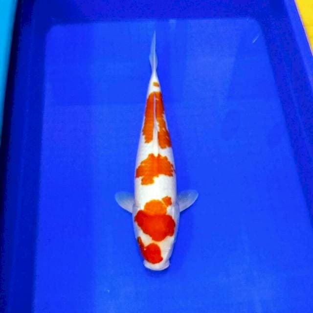 Kohaku