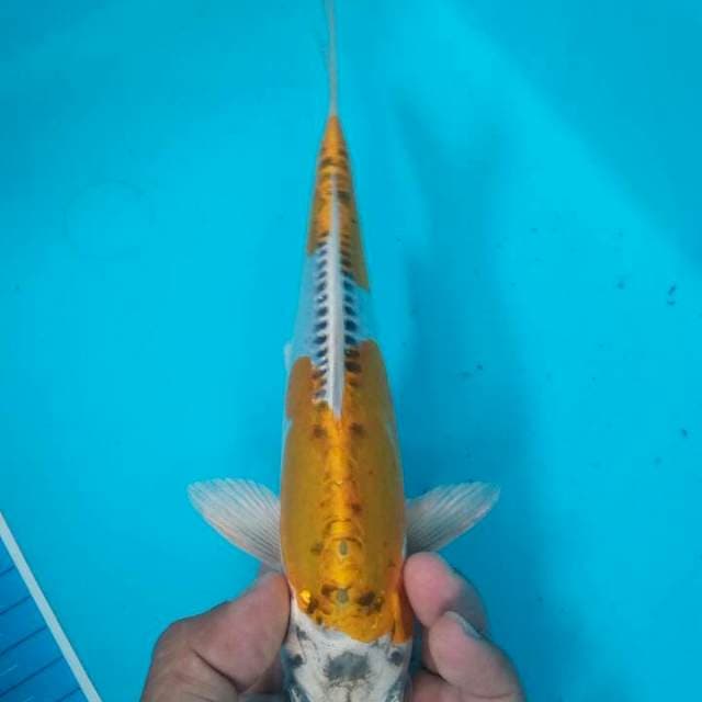 Hariwake
